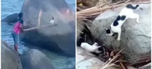 Неравнодушный мужчина спас котика из ловушки, но малого ждал "разбор полетов"