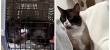 Кота хотели усыпить из-за агрессивного поведения, но девушка сделала невозможное