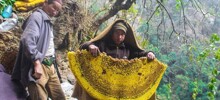 Гималайские пчёлы: их мёд вызывает галлюцинации, а их ульи — размером с человека!