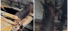 Спасение любопытного коня в Иркутске