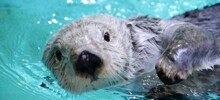 Японский океанариум ведёт круглосуточную трансляцию бассейна с морскими выдрами