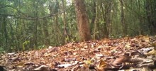 Лесная камера сняла тигра с необычным окрасом