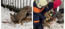 Спасатели пришли на помощь косуле