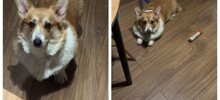Мужчина научил собаку необычной команде