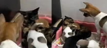 Кошка пригрела щенят
