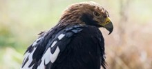Орёл напал на дрон в горах Дагестана, приняв его за птицу