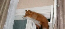 Не ищите здесь смысл. Здесь в основном маразм