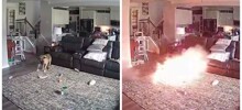 Пёс пожарного чуть не спалил его дом