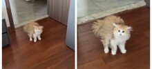 Реакция кошки на новую прическу хозяйки