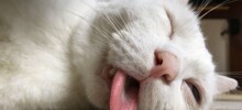 Коты могут спать где угодно