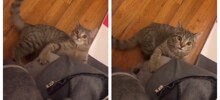 Реакция кошки на кошачью мяту