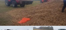 В&nbsp;Польше люди украли 150&nbsp;тонн урожая у&nbsp;фермера из-за фейка в&nbsp;соцсетях