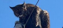В Забайкалье рысь застряла на столбе