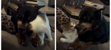 Как кошка с собакой