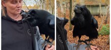 Болтливый ворон Карлуша