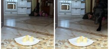 Собака перехитрила пару