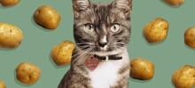 Кошка, которая обожает картошку