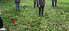 Маразм крепчал: к хоббихорсерам присоединились хоббидогеры