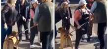 В Ставрополе зоозащитники отобрали собаку у службы отлова