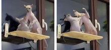 Схватка лысых котов