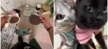 Странная привычка котов перед приемом пищи