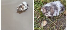 Женщина нашла в луже котёнка