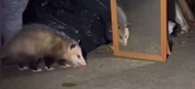 Реакция опоссума на своё отражение в зеркале