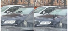Ворона скатилась на бутылке с машины