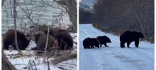 Медвежье семейство присвоило себе улов камчатских рыбаков