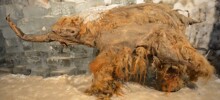 Учёные впервые расшифровали РНК мамонта возрастом 40 тыс. лет