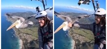 Пеликан присоединился к парапланеристу во время полёта