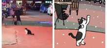Кот впервые увидел снег