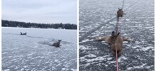 Мужик на коньках спас оленят