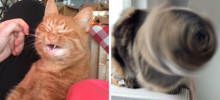 20 смешных фотографий котов, которых подловили во время чихания