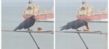 Жадная ворона и печенье