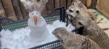 Сурикаты в Челябинском зоопарке впервые увидели снег