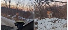 Крупный тигр поселился у трассы в Приморье, став местной достопримечательностью