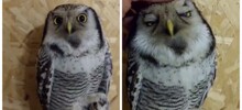 Сова любит, когда ей чешут голову