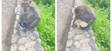 Обезьяна украла стакан с кофе и поплатилась за это