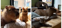Кафе с капибарой и кошками в Токио
