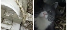 Мини-теплицы для уличных кошек