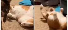 Кот «подставил» спящую кошку мышкой
