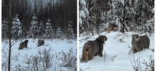 Дикие рыси ведут себя как обычные домашние коты