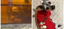 Бойцовые собаки насмерть загрызли домашнего питомца на глазах у хозяйки