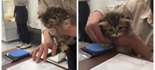 Японский котёнок отказался подписывать документы на "усыновление"