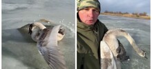 Мужчина спас вмерзшего в лёд лебедя и забрал его на зимовку