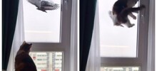 Реакция кота на пернатого у кормушки для птиц
