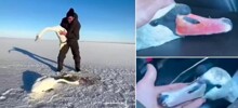 В Казахстане мужчина спас влюблённую пару лебедей от смерти в замёрзшем озере