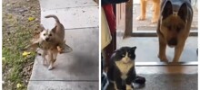 Необычные знакомства домашних питомцев