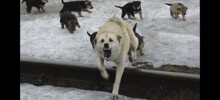 Самый адекватный ответ зоошизе